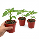 Sweet Pepper Snack Yellow Plants (Set of 3 or 6)