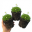 Set of 3 or 6 Saxifrage Marto White Mossy Alpine Plants, Hardy Evergreen Perennial Rockery Ground Cover, Outdoor Garden Ready, 1 Litre Root-Ball
