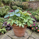 Hosta Growers' Mix Plants (Set of 3 or 6)
