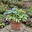 Set of 3 or 6 Large Hosta Growers' Mix Plants, Outdoor Garden Ready Hardy Shade Perennials, 1 Litre Root Ball