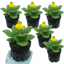 Calceolaria Calynopsis ‘Yellow’ Plants (Set of 3 or 6)