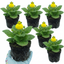 Set of 3 or 6 Garden Ready Plants – Calceolaria Calynopsis ‘Yellow’, Ready to Plant