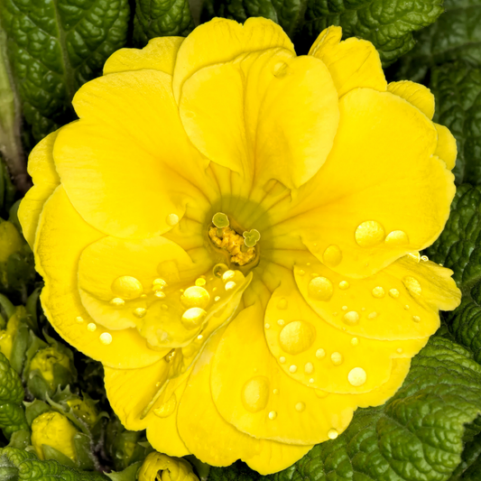 Polyanthus Yellow – Hardy Winter and Spring Bedding (Set of 3 or 6)