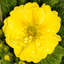Set of 3 or 6 Large Plants - Polyanthus Yellow, Ready to Plant in Your Garden, Peat Free