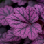Heuchera Wildberry