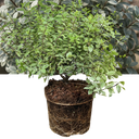 Pittosporum Silver Ball Plant