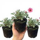Potentilla Miss Wilmott Shrub Plants (Set of 3 or 6)