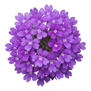 Verbena Bonariensis Plants (Set of 3 or 6)