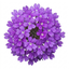 Set of 3 or 6 Verbena Bonariensis Hardy Perennial Plants, Tall Purple Cottage Garden Flowers, Outdoor Garden Ready, 1 Litre Root Ball
