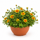 Bidens Taka Tuka Yellow Red Star Plant