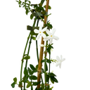 Jasminum officinale Plant (2L Pot)