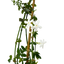 1 Live Outdoor Garden Ready Common Jasmine Plant - Jasminum officinale, 2L Pot