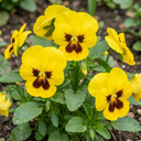 Pansy Cats Plus Yellow Plants (Set of 3 or 6)