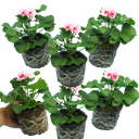 Pelargonium Toscana Dolce Vita Linus/Smart Splash Plants (Set of 3 or 6)