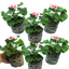 Set of 3 or 6 Large Plants-Garden Ready Pelargonium Toscana Dolce Vita Linus/Smart Splash