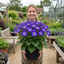 1 Large Senetti Violet Pericallis Plant, Spring Flowering, Outdoor Garden Ready, 6.5L Root-Ball