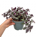 Tradescantia JS Brainstorm Plants