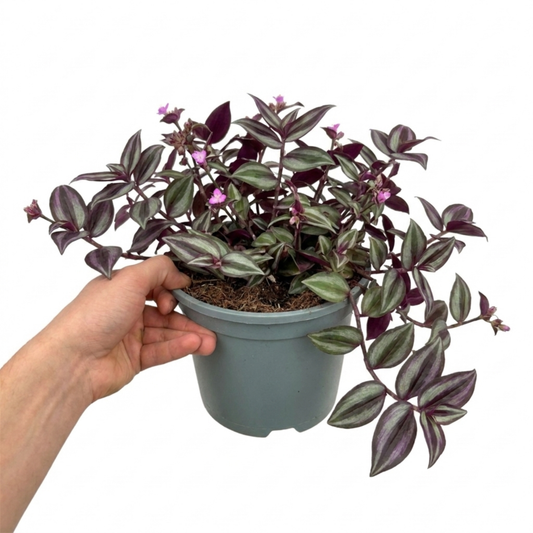 Low mound of silver-striped purple-backed trailing leaves with tiny pink flowers, held in a grey pot