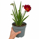 Freesia Red River Plants