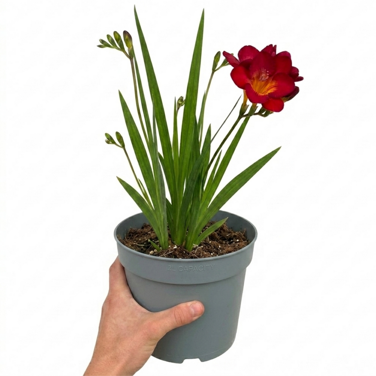 Freesia 'Red River' – Fragrant Summer Perennial (2L Pot)