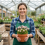 Set of 3 or 6 Saxifrage Ice Colours Appleblossom Plants, Hardy Alpine Rock Garden Perennial, Outdoor Garden Ready, 1 Litre Root-Ball