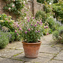 Upright Fuchsia Fuchsita Blush & Violet Plant
