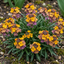 Set of 3 or 6 Erysimum Spring Feeling Hardy Perennial Wallflower Plants, Bee Friendly, Fragrant, Outdoor Garden Ready, 1 Litre / 11cm Root-Ball