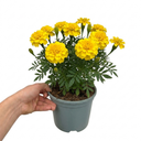 Marigold Durango Yellow Plant (2L Pot)