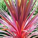 Cordyline Charlie Boy Plant