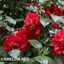 Camellia Red