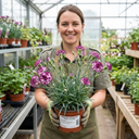 Carnation Capitan Diaz Dianthus Plants