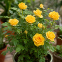 3Ltr Patio Rose Bush, Nursery Pots, Garden Ready
