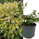 Abelia Francis Mason Plant (2L Pot)