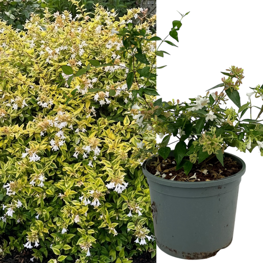 Abelia 'Francis Mason' – Golden Variegated Shrub (2L Pot)