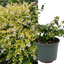 1 Large Plant - Abelia Francis Mason, Ready to Plant in Your Garden, 2L Pot
