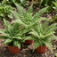 3 Large Plants - Soft Shield Fern Grower’s Mix, Ready to Plant in Your Garden