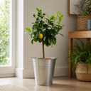 5Ltr Meyer Lemon Citrus Tree, Nursery Pots, Fruiting