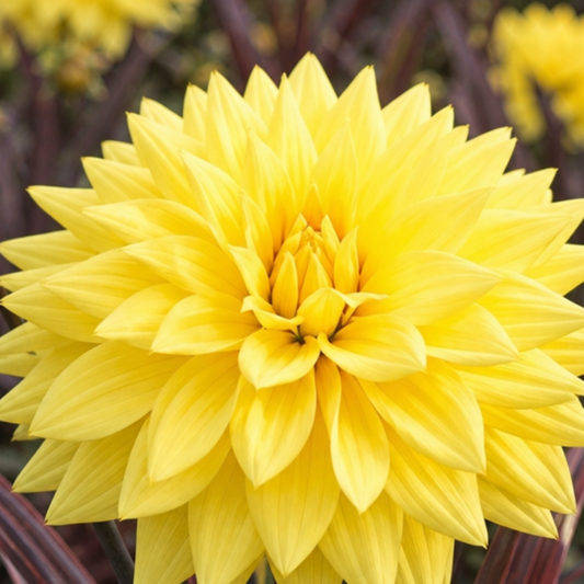 Close-up of a large bright yellow double dahlia with pointed petals and dark red stems behind