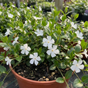 Vinca Minor Gertrude Jekyll Plants
