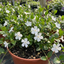 1 Vinca Minor Gertrude Jekyll Plant, Hardy Evergreen Periwinkle Ground Cover, 17cm Root-Ball