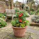 Tomato Alicante Variety Plants (Set of 3 or 6)