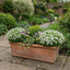 Set of 3 or 6 Large Plants - Arenaria Ronda, Ready to Plant in Your Garden, 1L