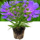1 Large, Outdoor Garden Ready Plant - Stokesia Mel's Blue, Peat Free 3L Pot