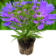 1 Large, Outdoor Garden Ready Plant - Stokesia Mel's Blue, Peat Free 3L Pot