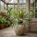 Staghorn Fern Platycerium Bifurcatum Plant (2L Pot)