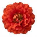 Geum Mrs Bradshaw Plants (Set of 3 or 6)