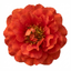 Set of 3 or 6 Geum Mrs Bradshaw Hardy Perennial Plants, Scarlet Red Double Cottage Garden Flowers, Outdoor Garden Ready, 1 Litre Root-Ball