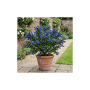 Ceanothus Victoria Plants