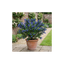 1 Ceanothus Victoria Plant, Hardy Evergreen Blue Flowering Shrub, Outdoor Garden Ready, 3 Litre Root-Ball