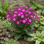1 Senetti Magenta Bicolour Pericallis Plant, Vibrant Summer Bedding Flowers, 17cm Root-Ball